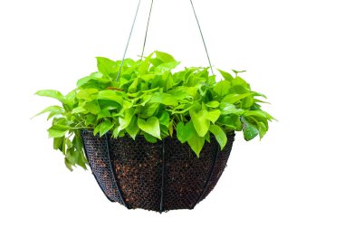 Epipremnum Aureum - Yarım yuvarlak saksılarda asılı duran, beyaz arka planda izole edilmiş, kırpma yolu ile Altın Pothos (Variegated).