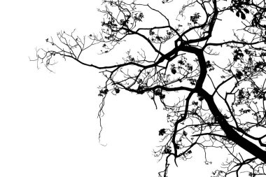 Beyaz arkaplanda gerçekçi ağaç dalları silueti, Vektör illüstrasyonu.