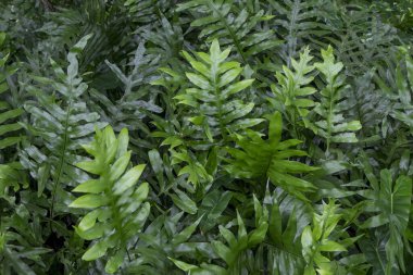 Polypodium Diversifolium Dokulu Arkaplan Yatay. Arka plan Deseni, Polipodyum Çeşitliliğinin Yatay Düzeni Yaprakları Dokulu veya Yeşil Çalı Arkaplanı