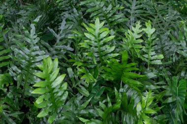 The Horizontal of Polypodium Diversifolium Textured Background. Background Pattern, Horizontal of Polypodium Diversifolium Leaves Textured or Green Bush Background clipart