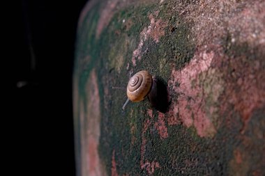  Hüzünlü salyangoz, çoğunlukla yağmur mevsiminde ağaçlara ya da kaya duvarlarına tırmanıyor.