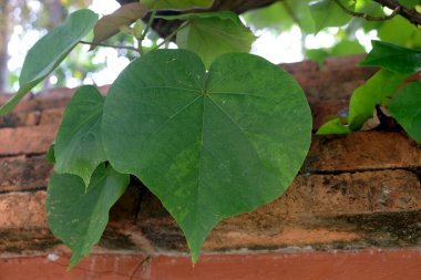 Talipariti tiliaceum Daun Waru Yaprak bitkisel sağlık