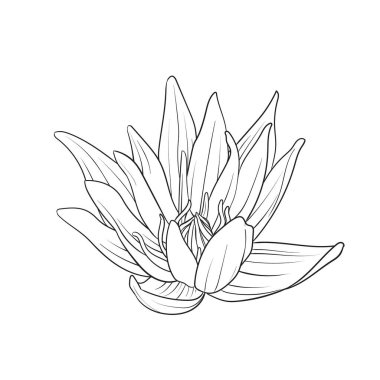 Nilüfer çiçeği aralıksız bir çizgi halinde resim çizer.