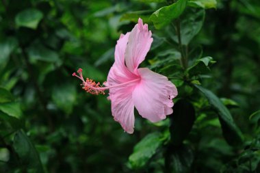 Bangkok, Thailan bahçesinde çiçek açan güzel taç yaprakları ve polenleri olan pembe amber çiçeği.