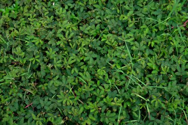 Mimosa pudikası genellikle hassas bitki olarak bilinir. Hassas bitkinin yeşil doğal arka planı