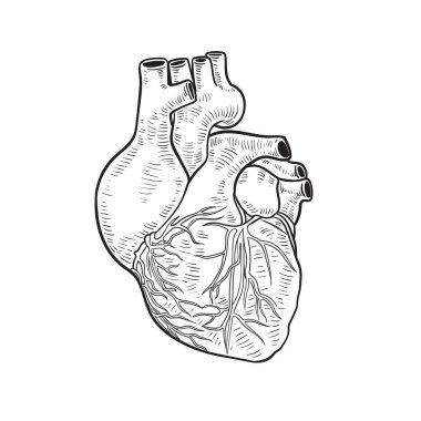 Uyuyan kedi. El çizimi vektör çizimi. beyaz arkaplanda izole.