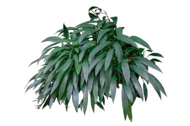 Epipremnum Amplissimum bitkisi, kırpma yolu ile beyaz arkaplanda izole edilmiş. Pürüzsüz, koyu yeşil yapraklı çok büyük bir tırmanıcı. Hem toprakta hem de suda yetişebilir..