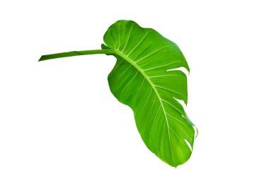 Şeytan sarmaşığı, Altın sazanlar, Epipremnum aureum, kalp şeklinde yapraklar beyaz arka planda izole edilmiş büyük yapraklar, kırpma yolu..