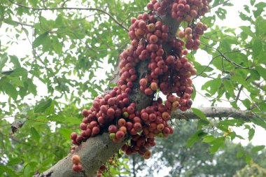 The fruit of Ficus Racemos.The common name Fig fruit, Wild fruits in asia rain forest. clipart