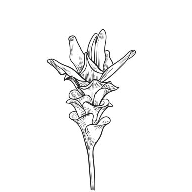 Siyam lalesi tropikal çiçek, zencefilli el çizimi, mutfak bitkisi baharatı ve yiyecek malzemesi. Zencefil çiçeği, vektör illüstrasyonu..