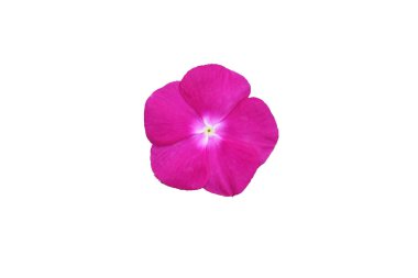 Madagaskar Periwinkle çiçeği. Pembe Periwinkle. kırpma yolu ile beyaz arkaplanda izole.