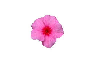 Madagaskar Periwinkle çiçeği kırpma yolu ile beyaz zemin üzerinde izole.