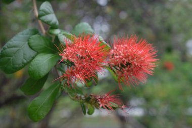 Red bush willow flowers that are blooming. Beautiful Combretum constrictum on background blurre clipart