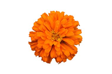 Turuncu ve Sarı Zinnia Çiçekleri kırpma yolu ile beyaz arkaplanda izole.