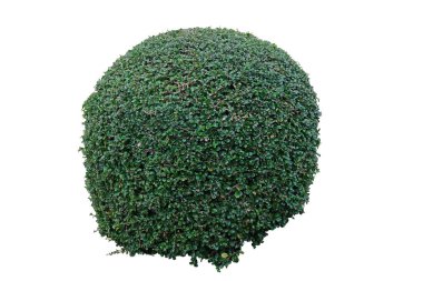 Boxwood çalıları süs bitkisi olarak budanmış beyaz bir arka planda izole edilmiş, kırpma yolu ile, resmi İngilizce ve Japon tarzı bahçe