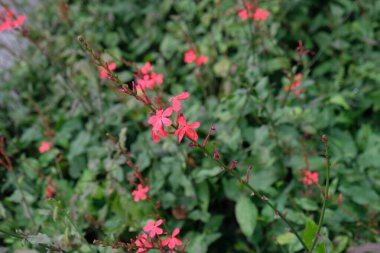 Plumbago indica L çiçekleri, Bloom, ilaç, makro çiçek, yakın plan