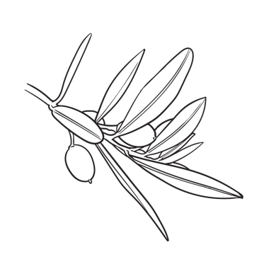 Böğürtlenli zeytin dalları Siyah beyaz çizim, png