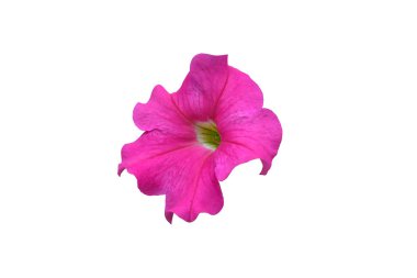 Pembe petunya çiçekleri beyaz arkaplanda kırpma yolu ile izole edilmiş..