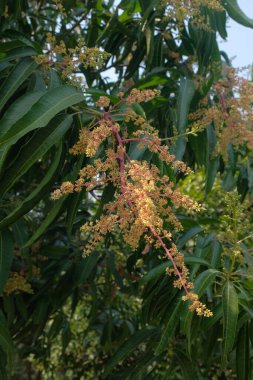 Bahçedeki ağaçta Mango Çiçekleri