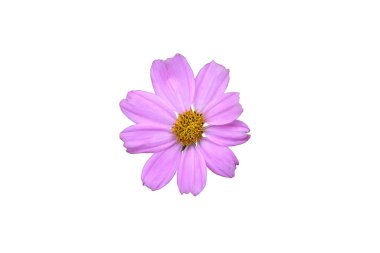 Pembe kozmos çiçeği kırpma yolu ile beyaz arkaplanda izole.