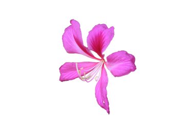 Bauhinia purpurea flower (Hong Kong Orchid ) isolated on white background, with clipping path. clipart