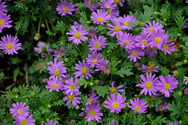 Mor papatya (Brachyscome iberidifolia) botanik bahçesinde mor ve pembe renkli çiçeklerle çiçek açar