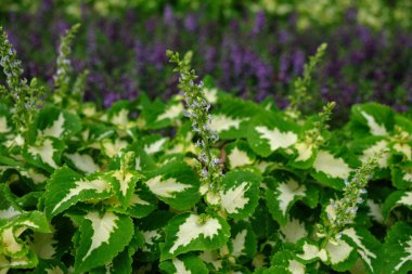 Çiçeklerle birlikte çiçek açmaya hazır Coleus bitkileri. Güzel yeşil ve beyaz yapraklar.