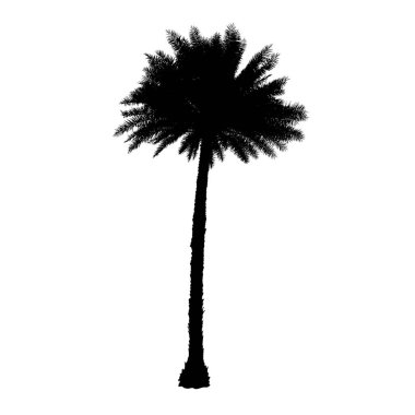 Siluet büyük yağ palmiyesi veya Elaeis guineensis tropik bir ağacın soyut arkaplan deseni