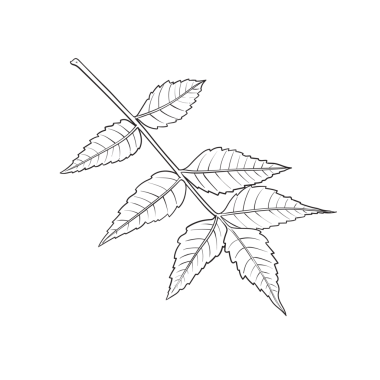 Yapraklı bir Neem ya da Nimtree dalının el çizimi, gerekli yağ için tasarım..