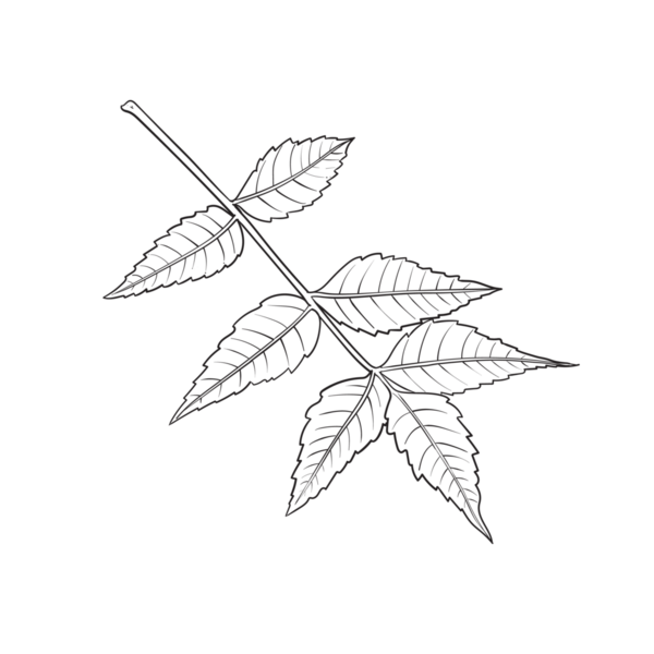 Yapraklı bir Neem ya da Nimtree dalının el çizimi, gerekli yağ için tasarım..