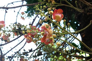 Gülle Ağacı 'nın Gülle Çiçeği (Couroupita guianensis) parkta.