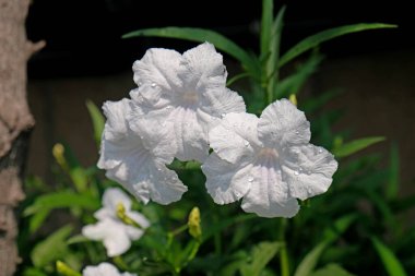 Ruellia Brittoniana Bahçede açan beyaz