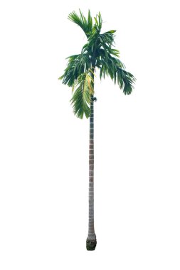 Areca catechu (betelnut palmiye) beyaz arkaplanda izole edilmiş, kırpma yolları