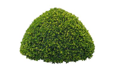 Yeşil çalılar, Banyan ağacı, fitil anülata süs bitkisi, kırpma yolları ile izole edilmiş beyaz arka planda..