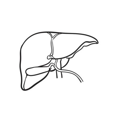 El çizimi karaciğer çizimi, beyaz arka planda izole edilmiş. Detoksifikasyon kavramı. 