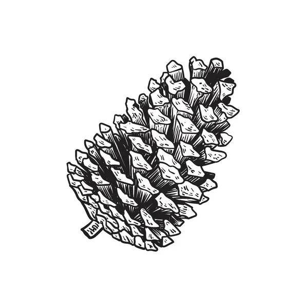 Çizim stili çizimle çizilmiş çam kozalağı çizimi