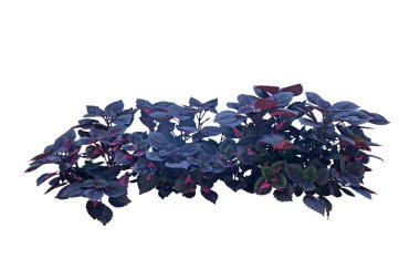 Perilla magilla (Purple) Biftek Fabrikası, beyaz arka planda, kırpma yolu ile izole edilmiş, yumuşak bir çalılıktır..