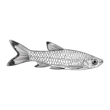 Rasbora vulgaris, siyah uçlu rasbora, tatlı su tropikal balığı, kontur çizgileri el çizimi vektör.
