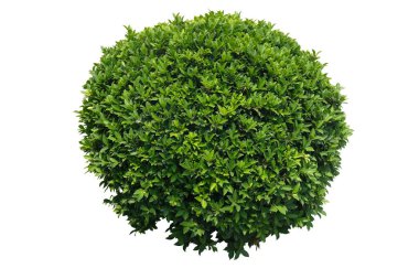 Yeşil çalılar, Banyan ağacı, fitil anülata süs bitkisi, kırpma yolları ile izole edilmiş beyaz arka planda..