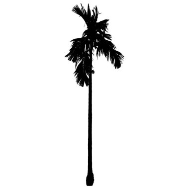 Siyah siluet Areca catechu (betelnut palmiye), beyaz arka planda izole.