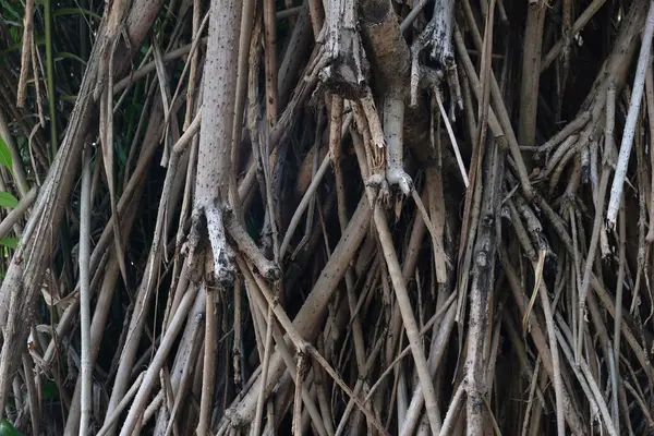 Pandan olarak da bilinen Pandanus ağacının hava pervane kökleri veya çam vidaları veya palmiye vidaları 