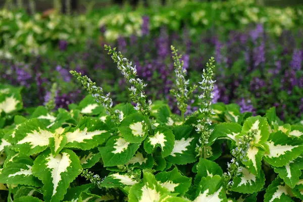 Çiçeklerle birlikte çiçek açmaya hazır Coleus bitkileri. Güzel yeşil ve beyaz yapraklar.