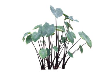 Tropik kolokasya kara büyü bitkileri, beyaz arka planda izole edilmiş kolocasia esculenta yaprağı. kırpma yolu ile.