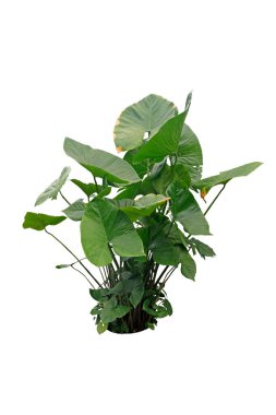 Alocasia machrorhiza olarak da bilinen üç dev Taro yaprağı, beyaz arka planda izole edilmiş, kırpma yolu 