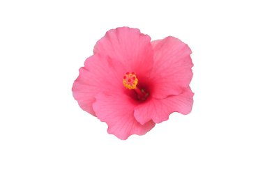 Beyaz arkaplanda, kırpma yolu ile izole edilmiş pembe Hibiscus çiçekleri.