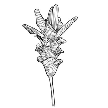 Beyaz arkaplanda izole edilmiş Siyam Tulip (Curcuma alismatifolia) çizimi, vektör illüstratörü.