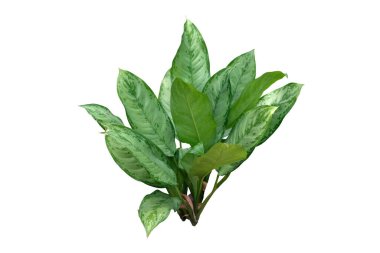 Aglaonema commutatum tropikal bitki, beyaz arka planda izole edilmiş, kırpma yolu ile.