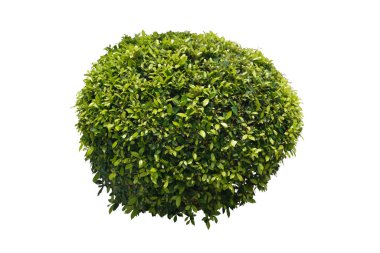 Yeşil çalılar, Banyan ağacı, fitil anülata süs bitkisi, kırpma yolları ile izole edilmiş beyaz arka planda.