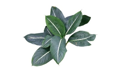 Dieffenbachia Oerstedii or dumb cane or leopard lily,especially as houseplants, isolated on white background with clipping path.