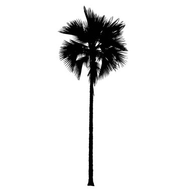 Beyaz arkaplanda izole edilmiş palmiye ağacı siluetleri, vektör illüstrasyonu.
